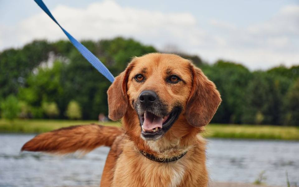 Recognizing Resource Guarding Between Dogs