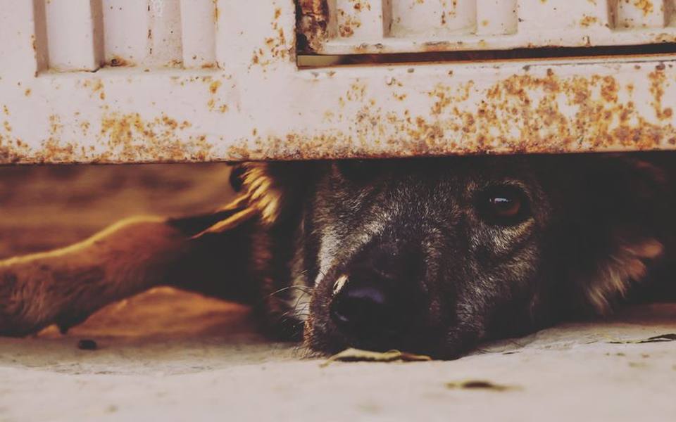 How to Safely Intervene and Stop a Dog Fight