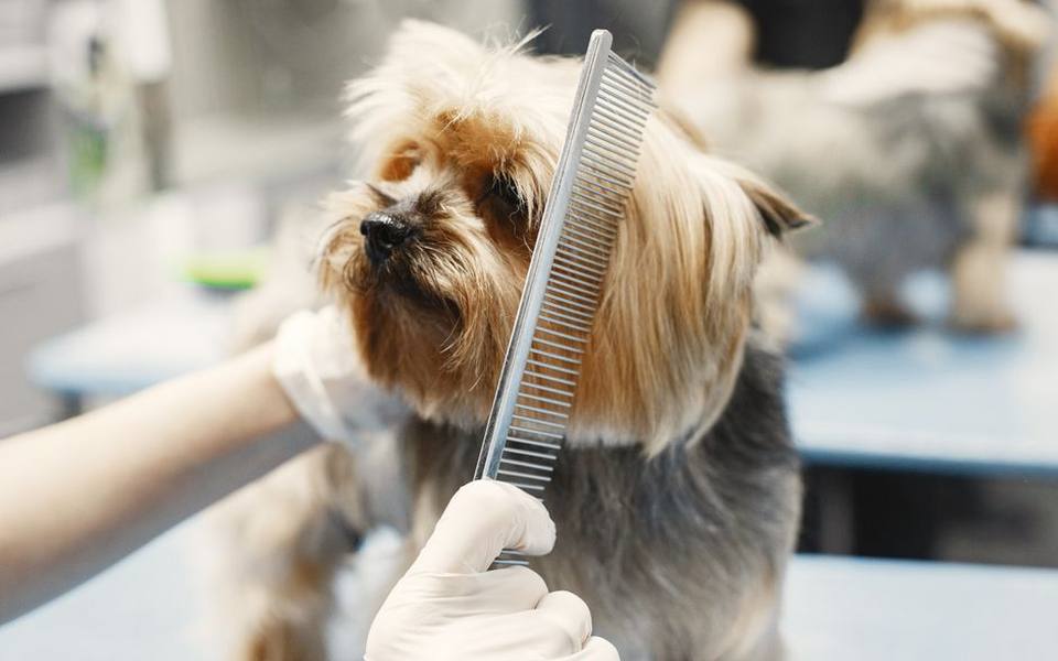 Flea Prevention and Treatment Strategies for Run Environments