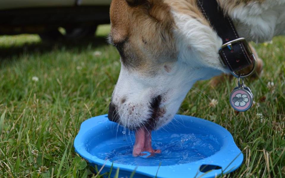 Hydration, Mental Enrichment, and Daily Run Activities