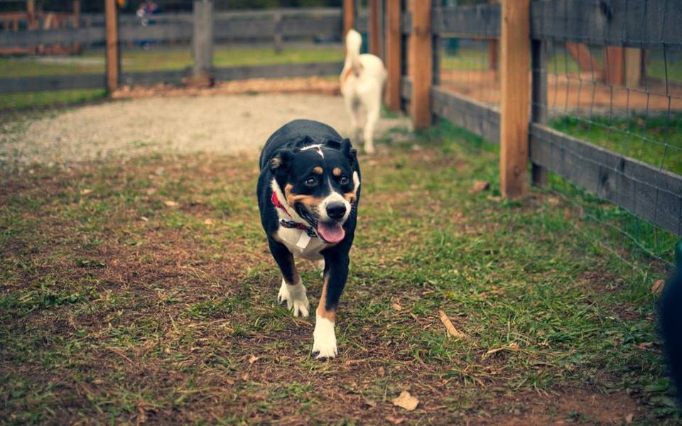 Managing leash reactivity and establishing safe threshold distance