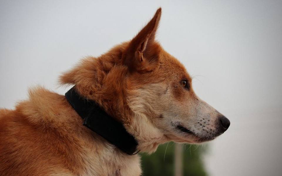 Over-the-counter flea and tick prevention options for active dogs